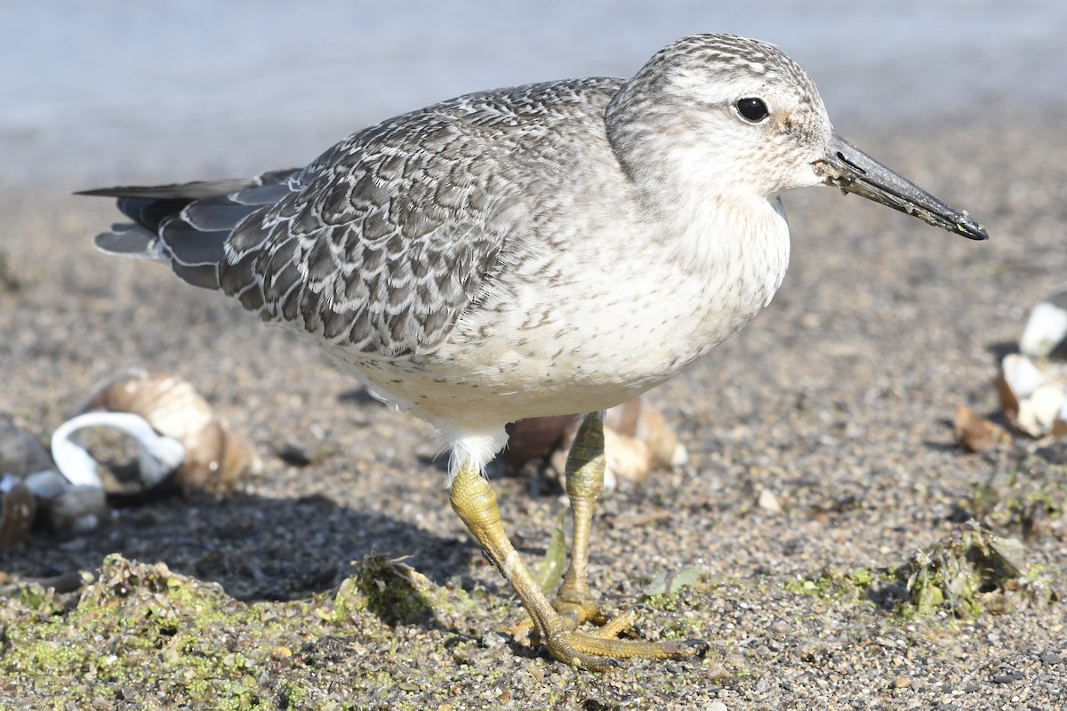 Red Knot - ML641319867