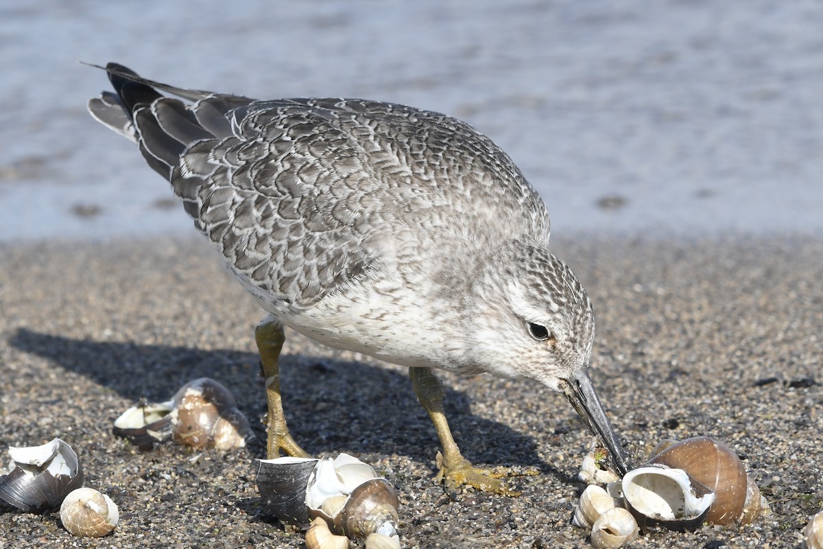 Red Knot - ML641319868
