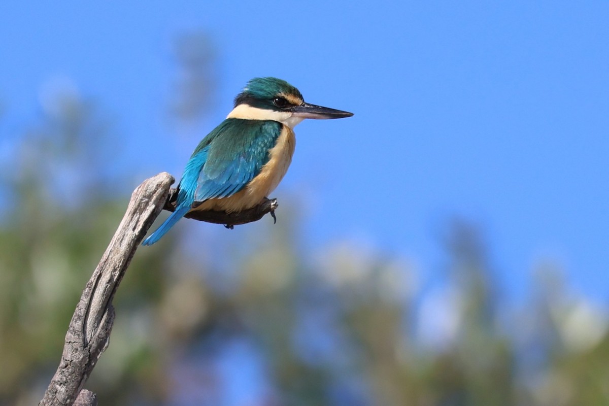 Sacred Kingfisher - ML641319871