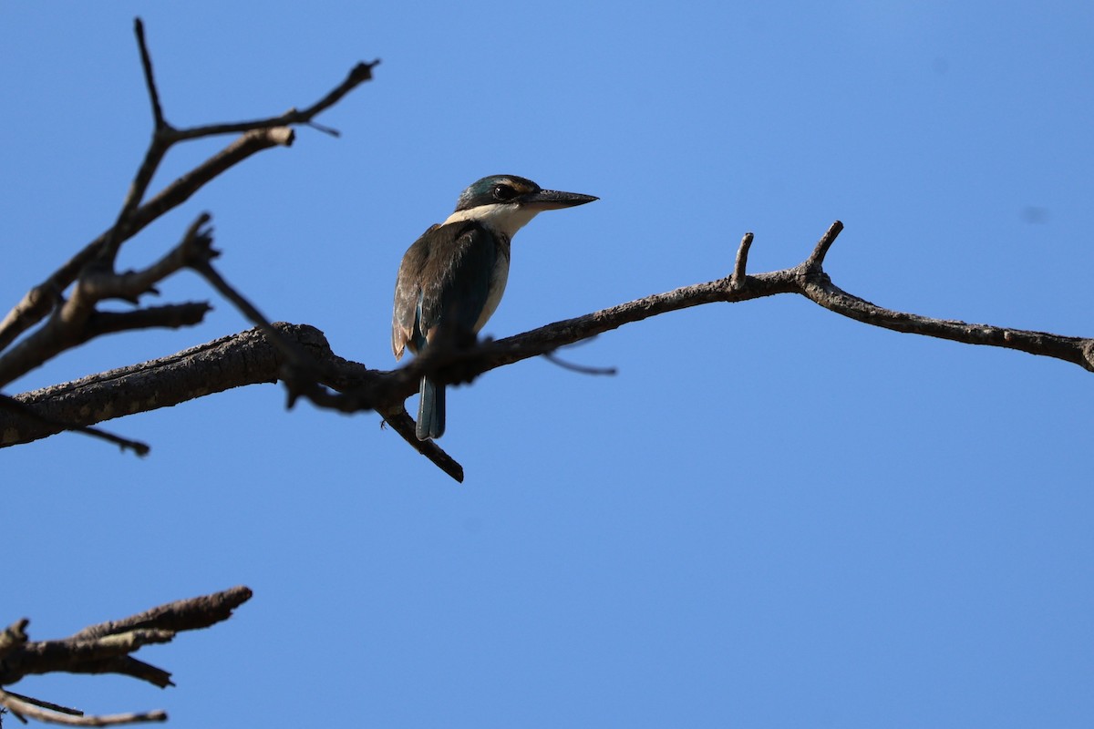 Sacred Kingfisher - ML641319872