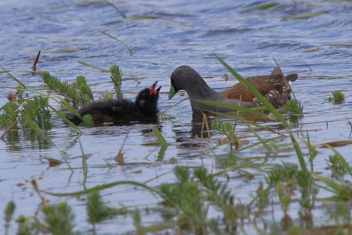 Spot-flanked Gallinule - ML641319879
