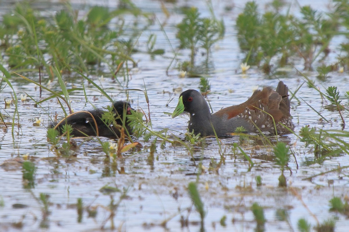 Spot-flanked Gallinule - ML641319880