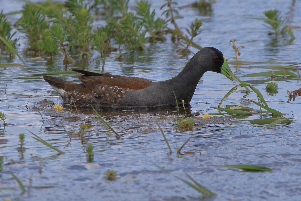 Spot-flanked Gallinule - ML641319881