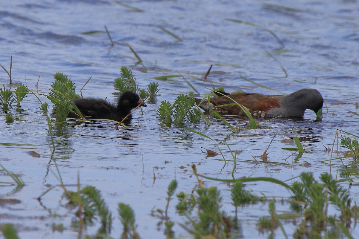 Spot-flanked Gallinule - ML641319882