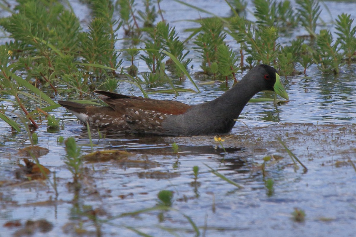 Spot-flanked Gallinule - ML641319883