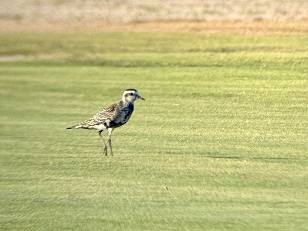 Piviere americano - ML641319924