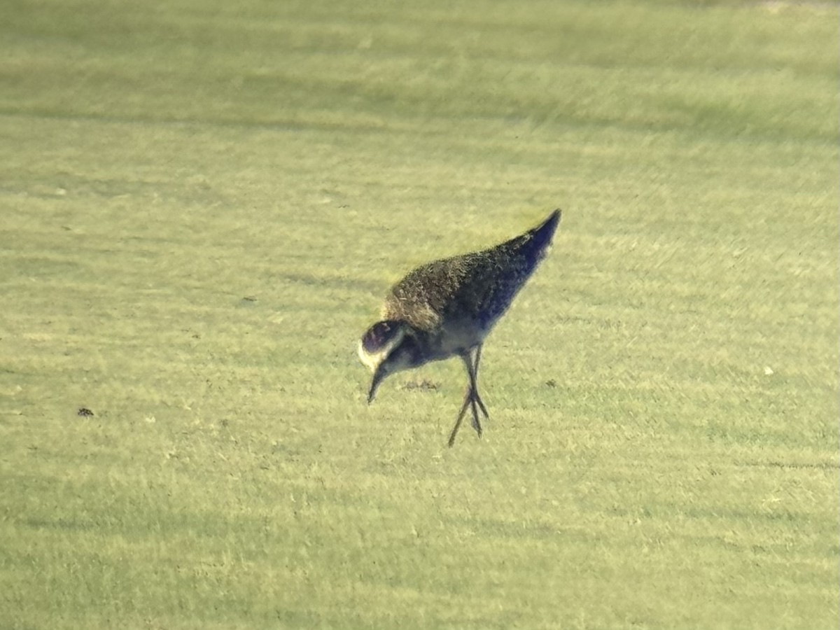 Piviere americano - ML641319925