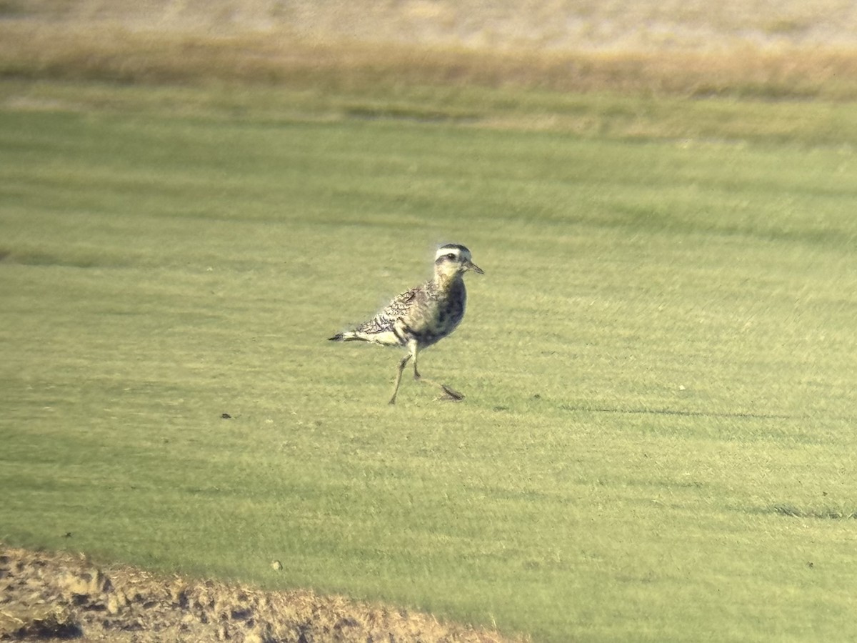 Piviere americano - ML641319926