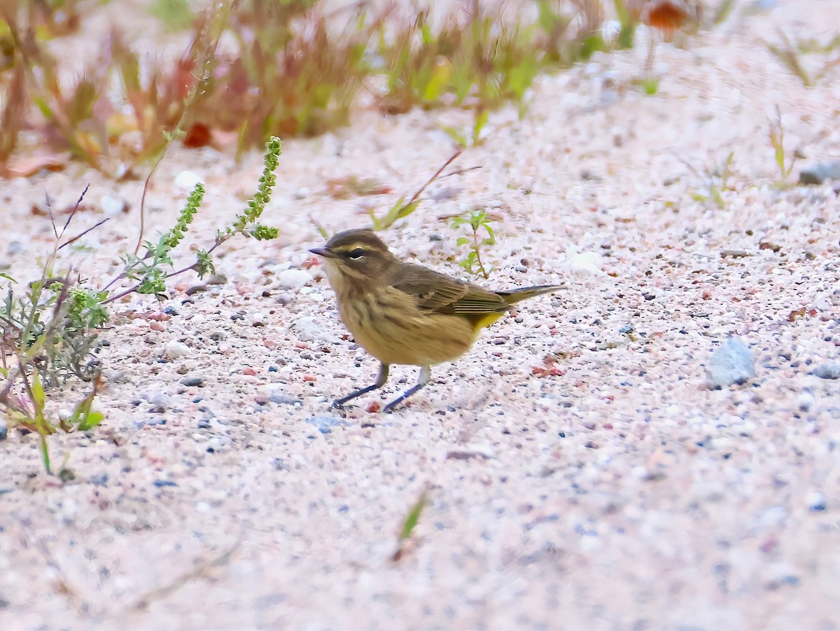 Palm Warbler - ML641319965