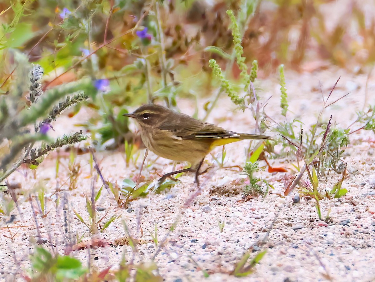 Palm Warbler - ML641319966