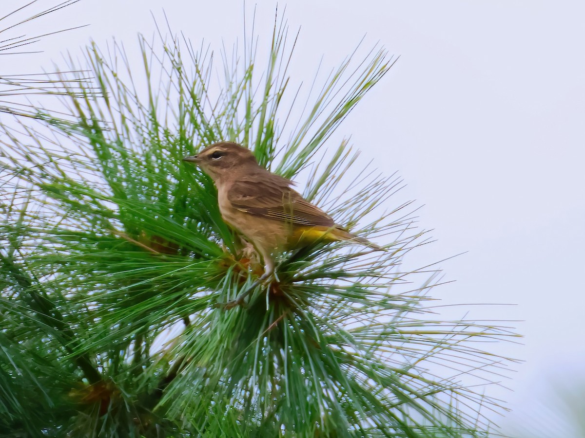 Palm Warbler - ML641319967