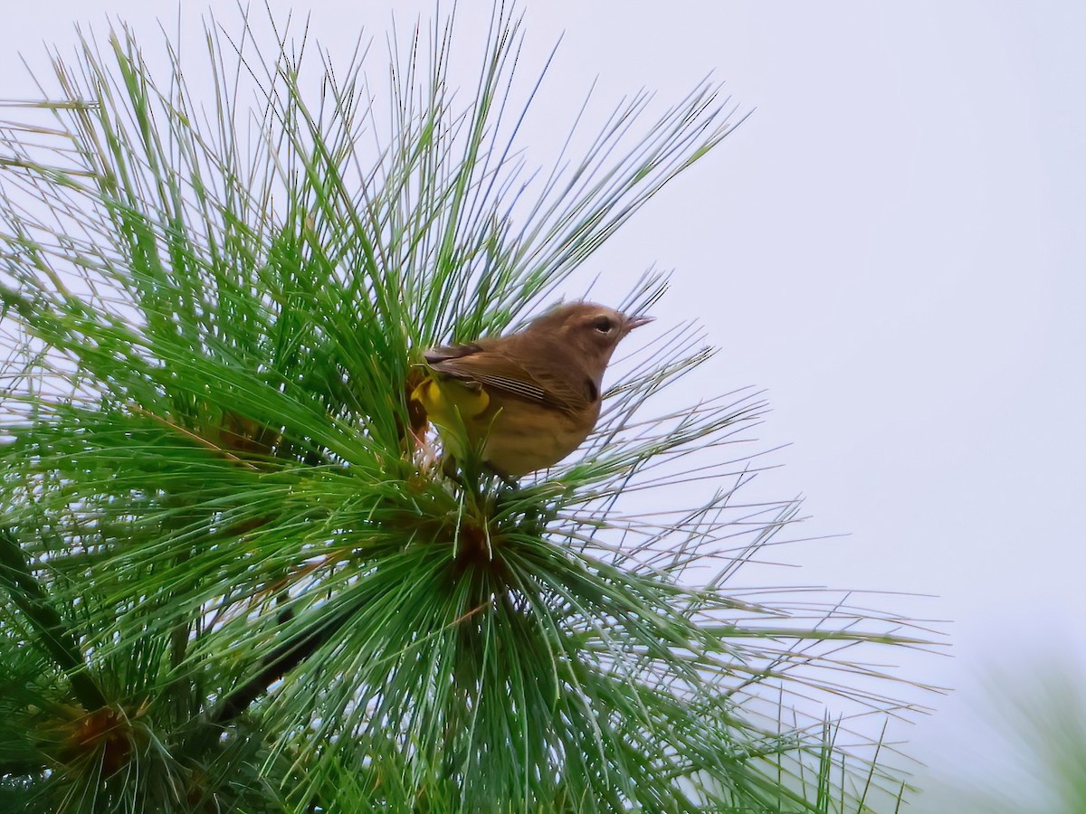 Palm Warbler - ML641319968