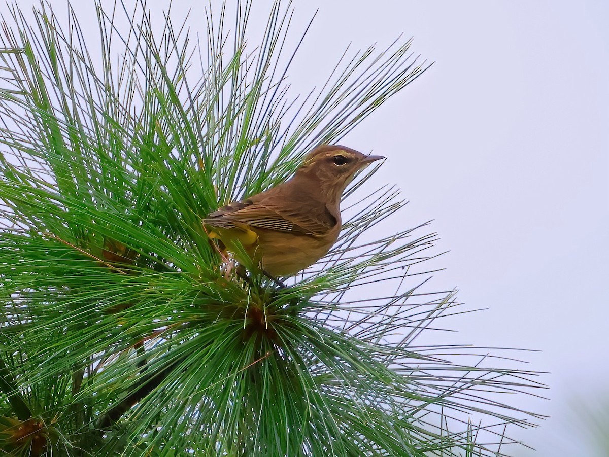 Palm Warbler - ML641319969