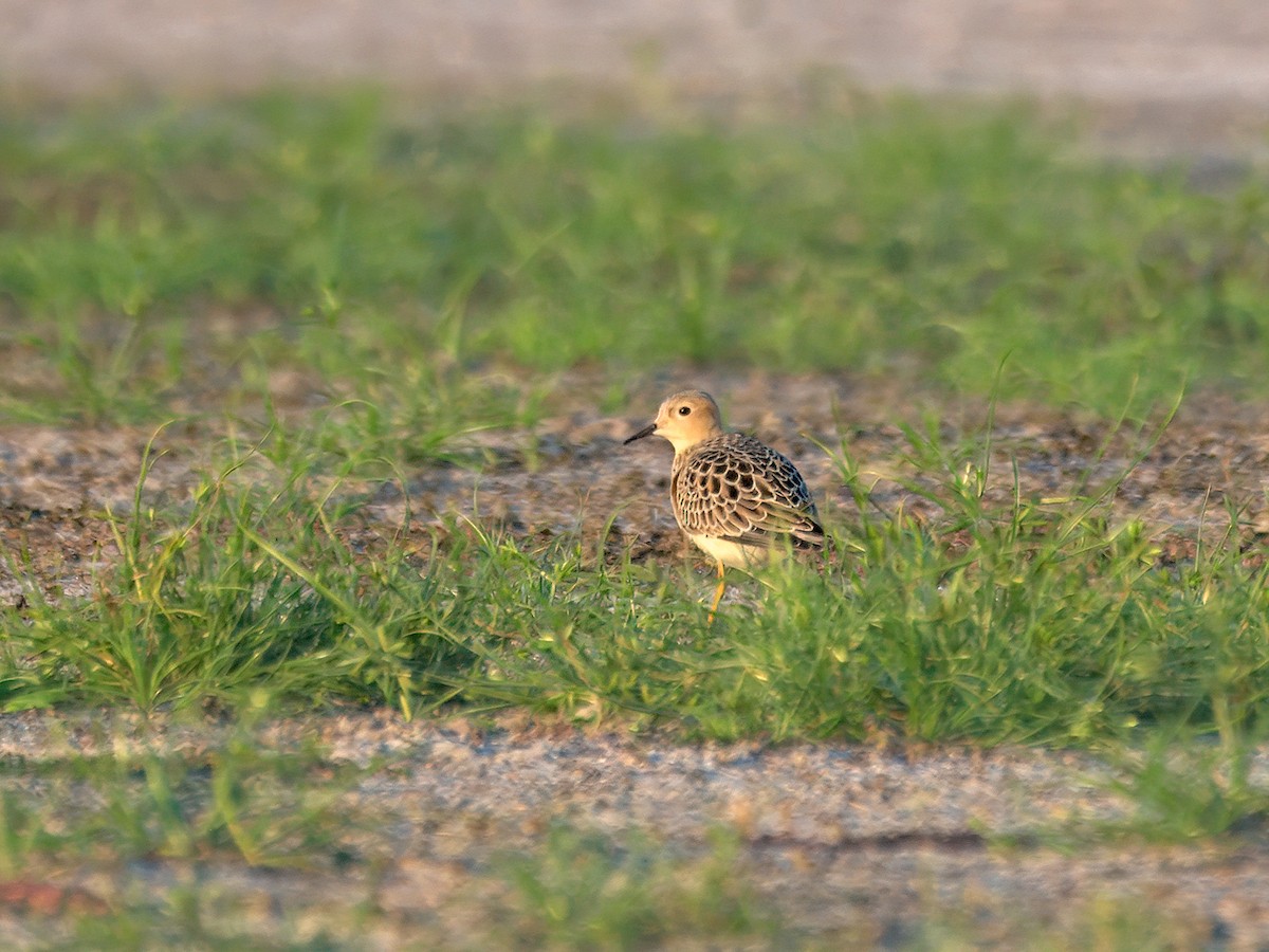 Buff-breasted Sandpiper - ML641320015