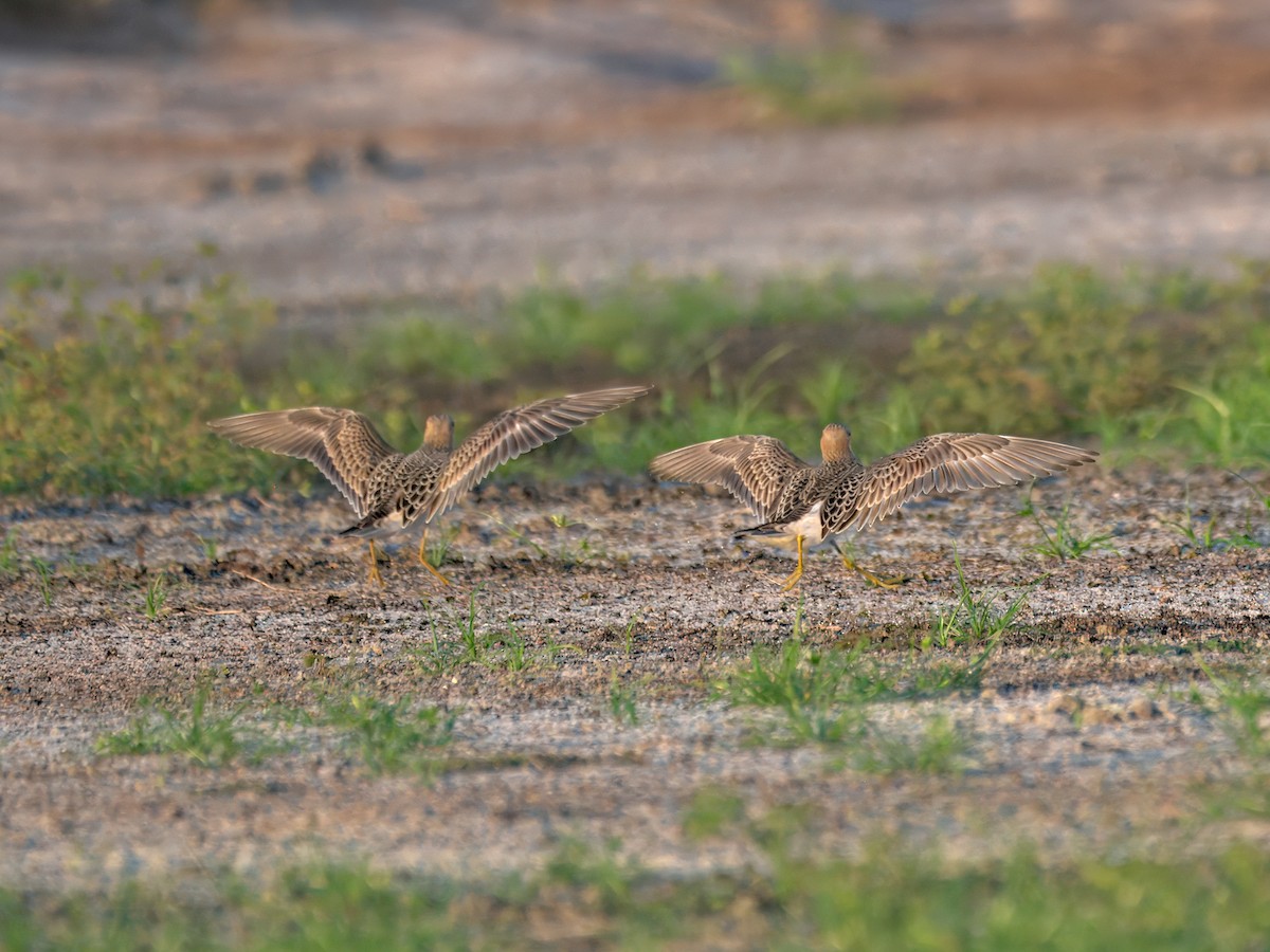 Buff-breasted Sandpiper - ML641320016