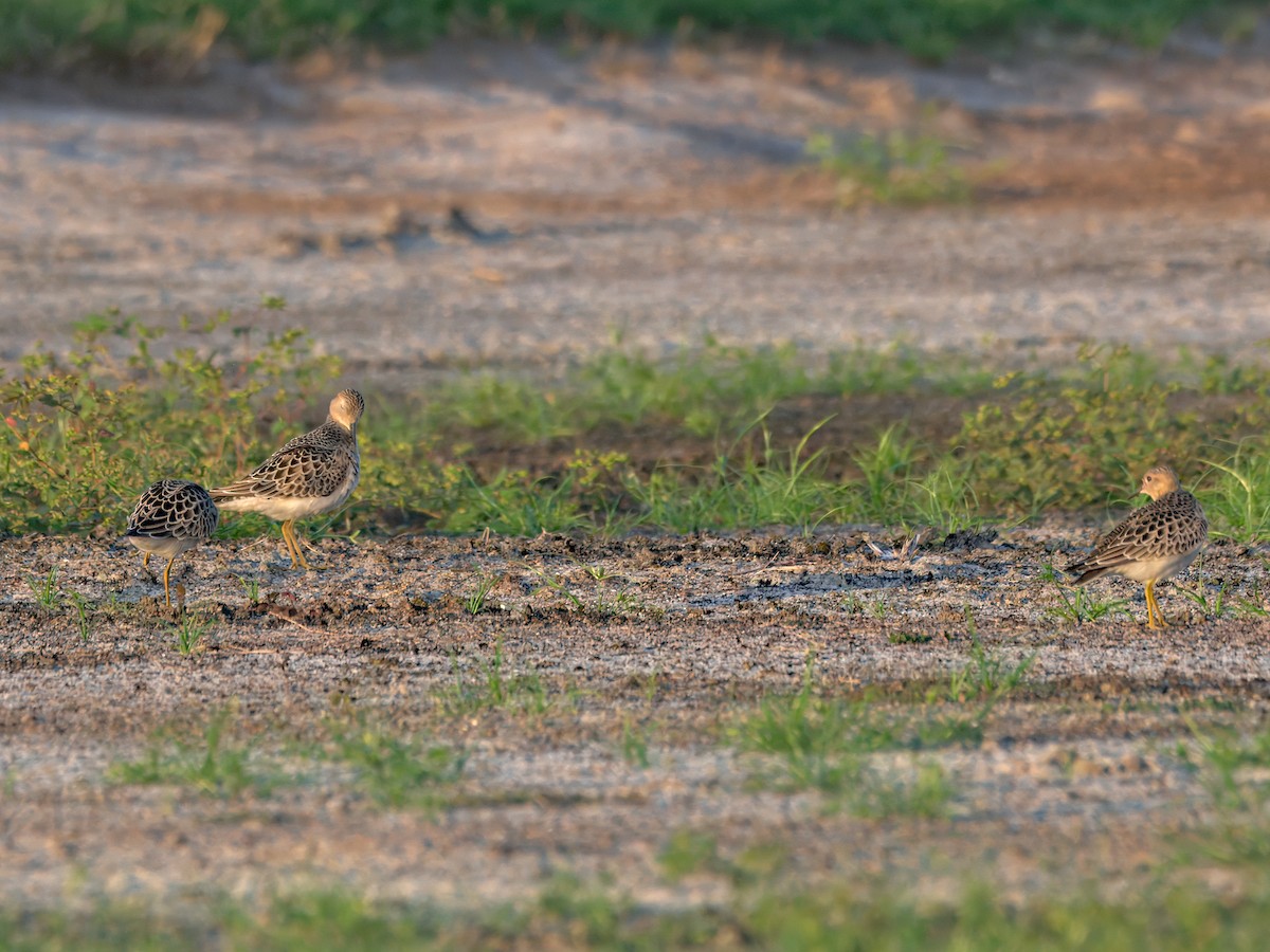 Buff-breasted Sandpiper - ML641320017