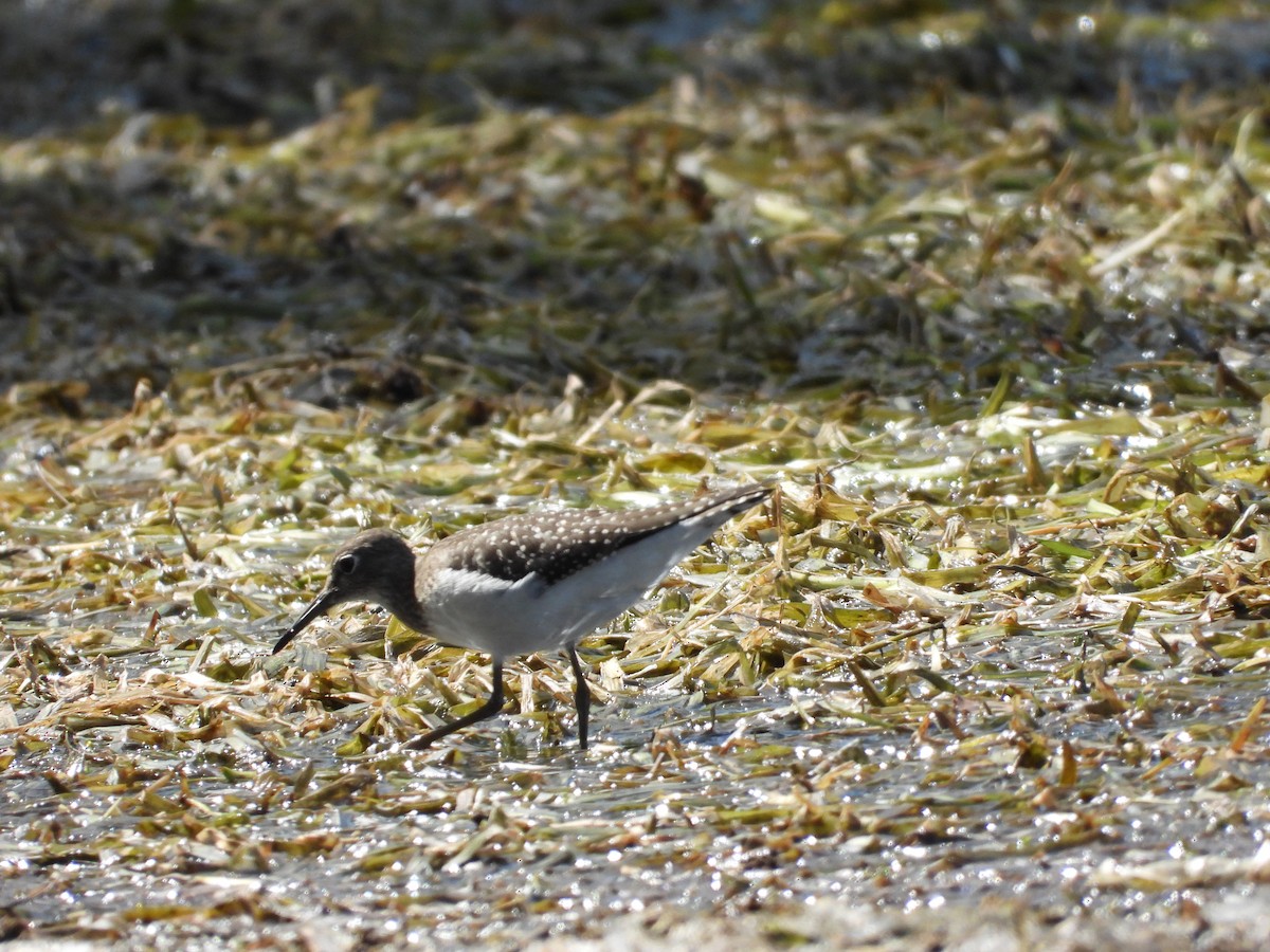 Solitary Sandpiper - ML641320018