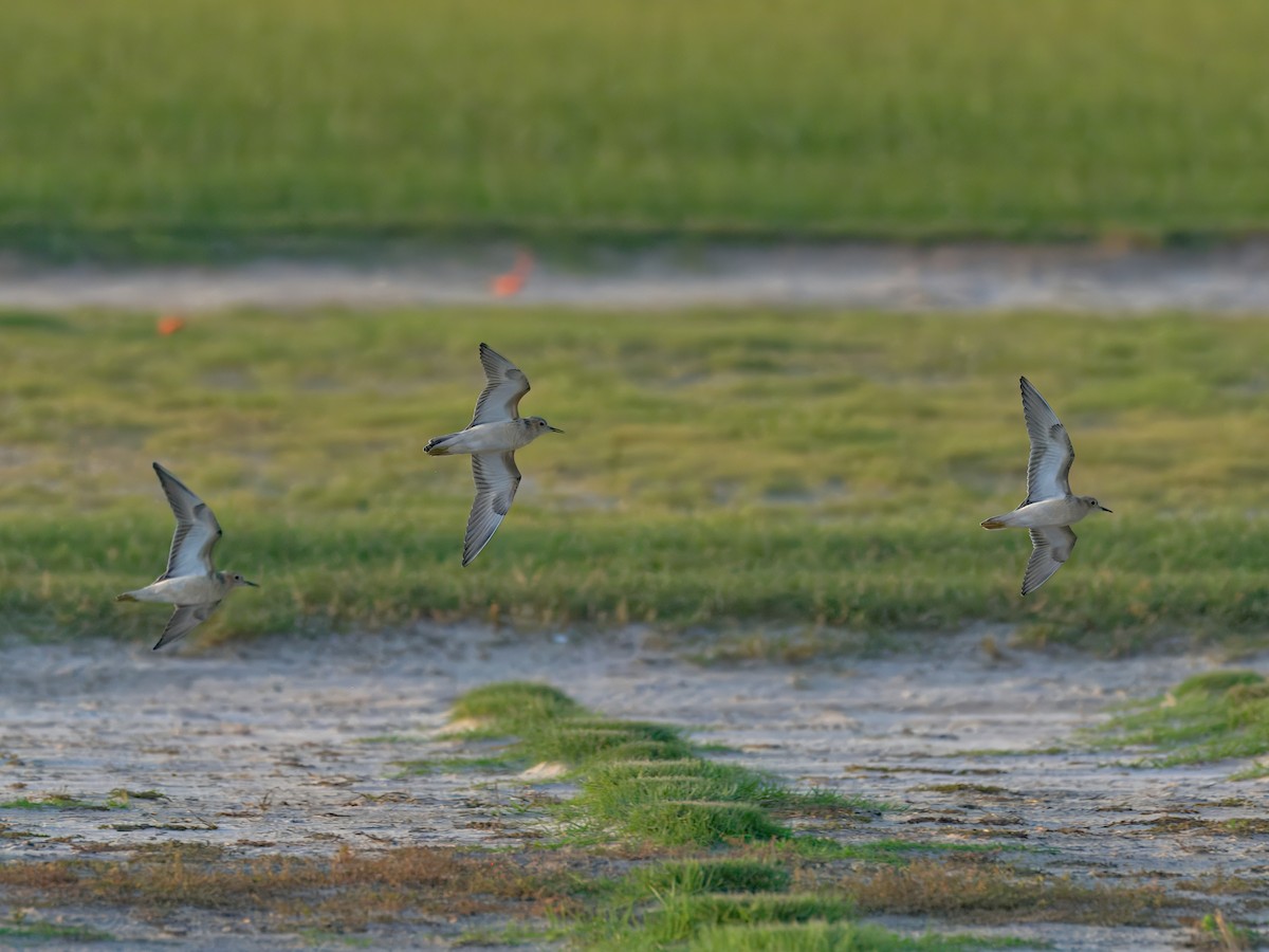 Buff-breasted Sandpiper - ML641320019
