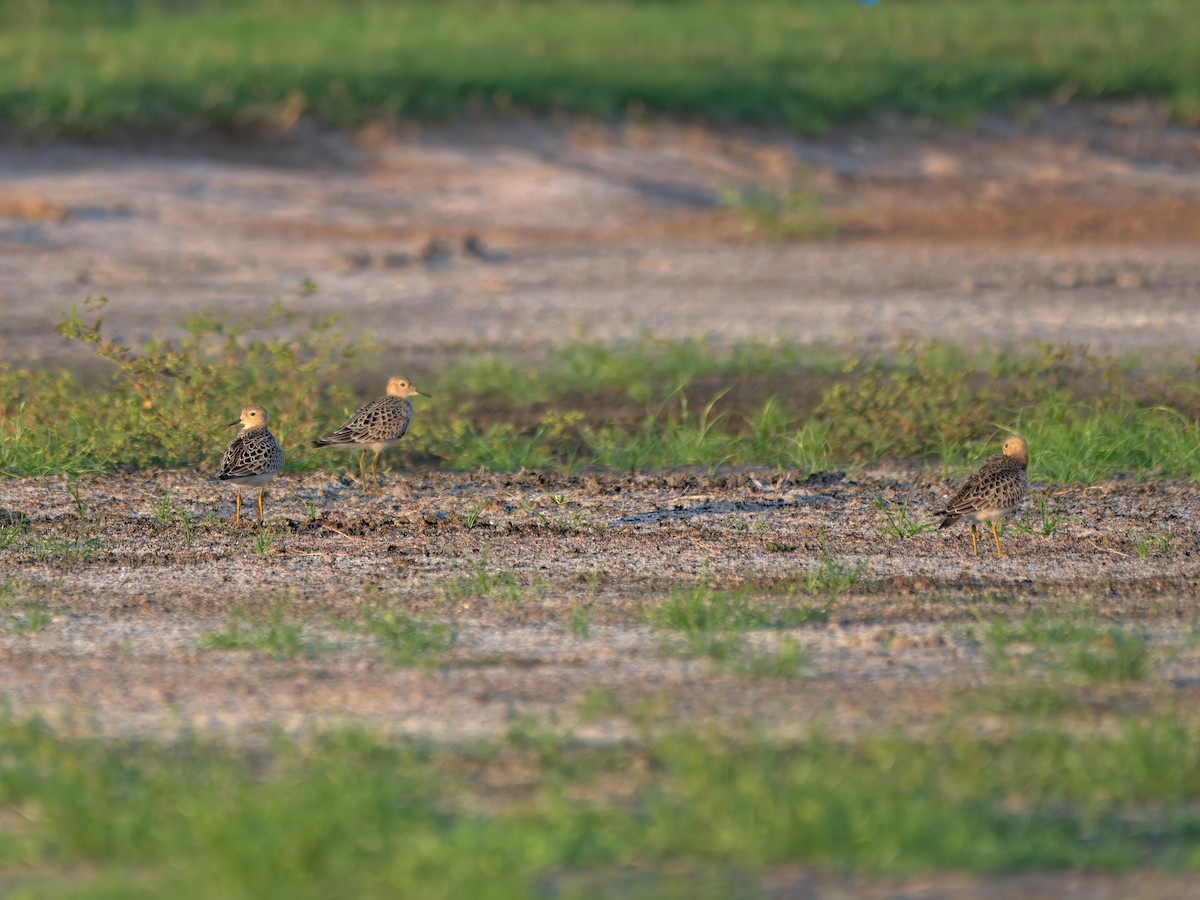 Buff-breasted Sandpiper - ML641320020