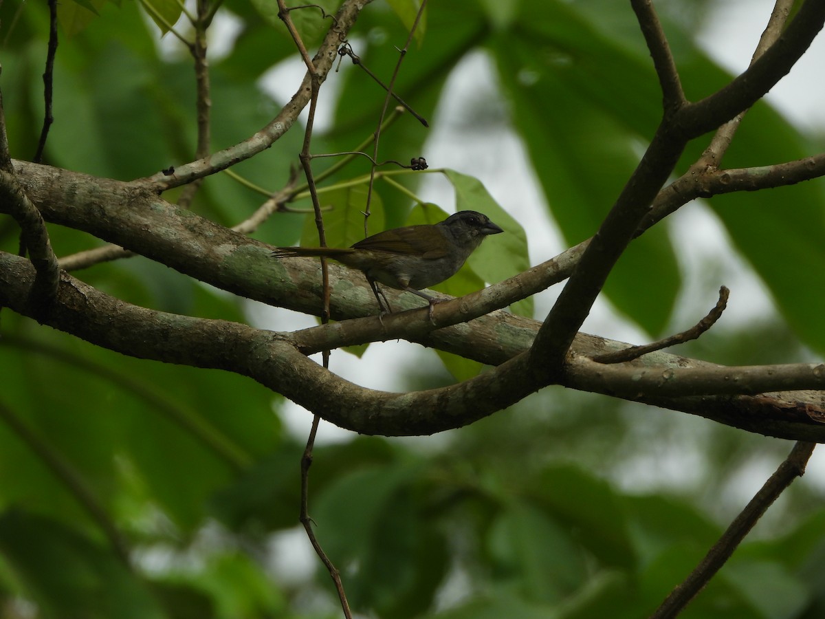 Green-backed Sparrow - ML641320037