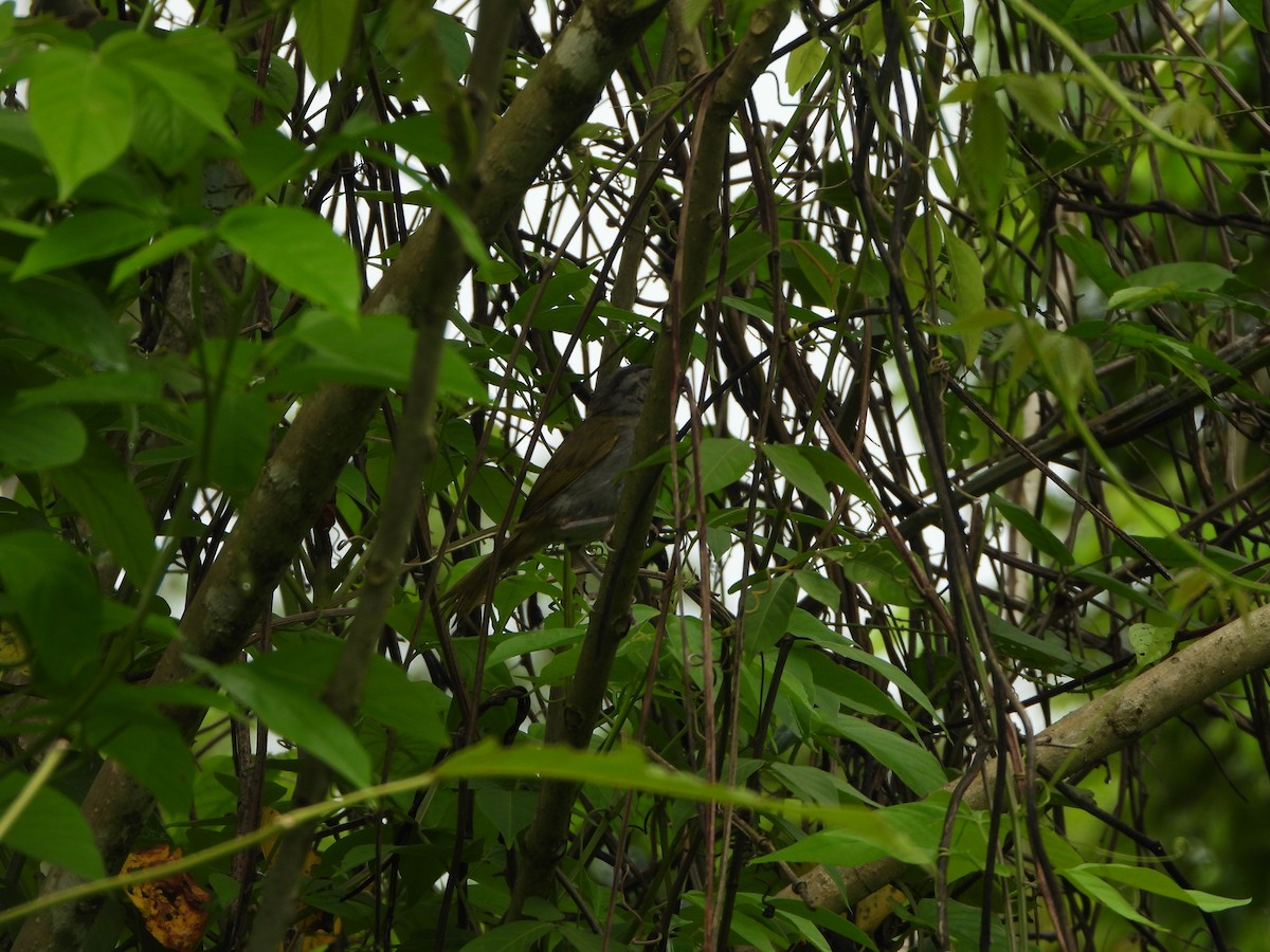 Green-backed Sparrow - ML641320038