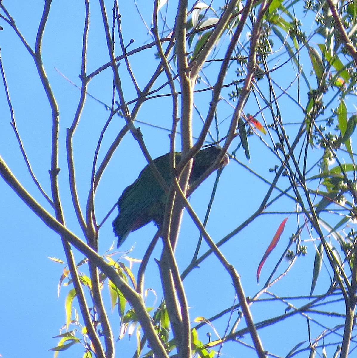 Scaly-headed Parrot - ML641320049