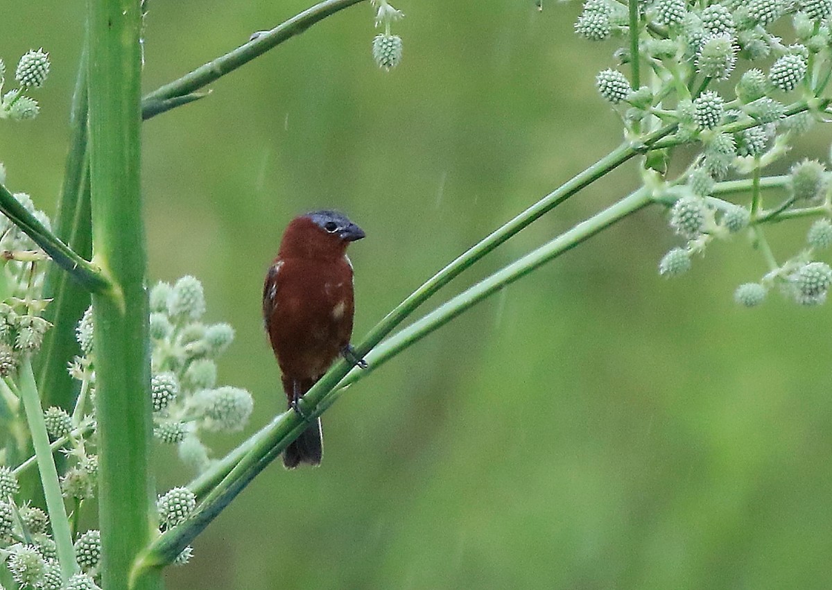 Chestnut Seedeater - ML641320056