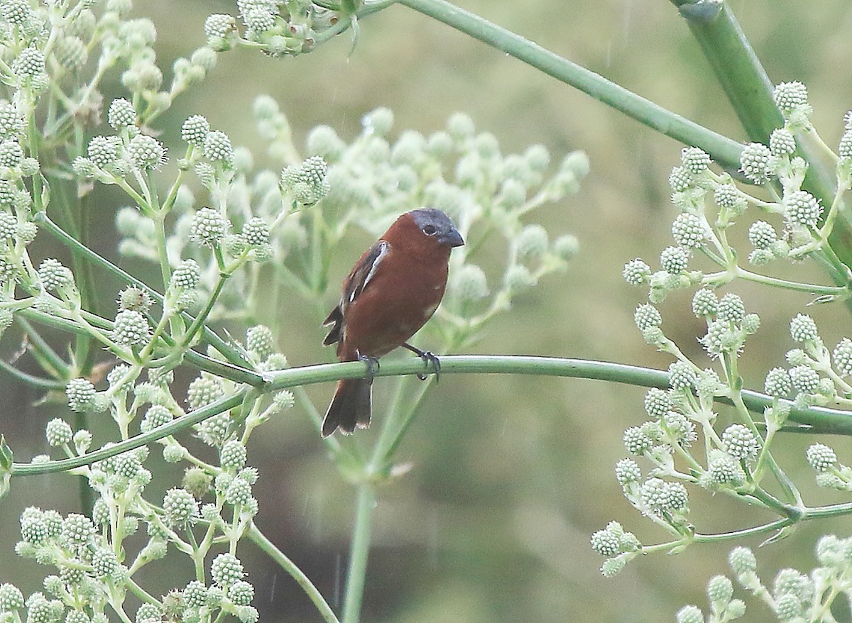 Chestnut Seedeater - ML641320058