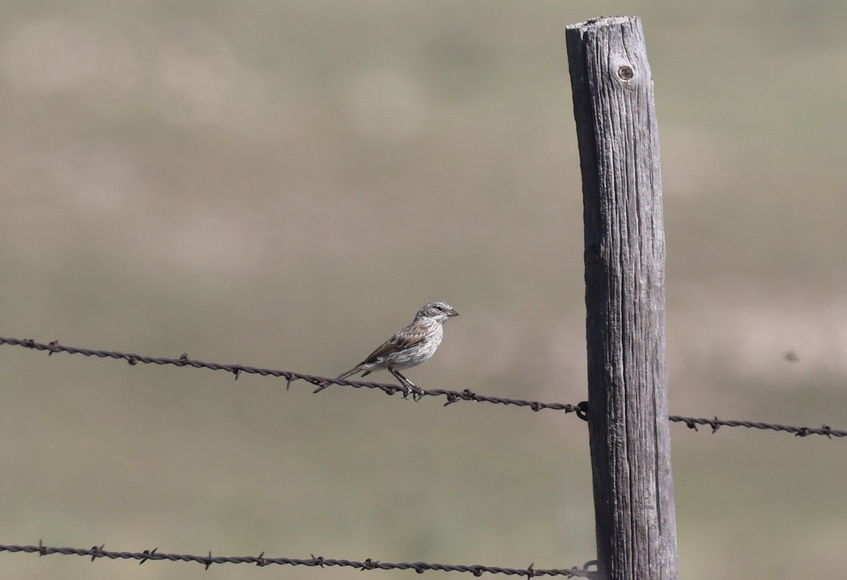 Sagebrush Sparrow - ML641320085