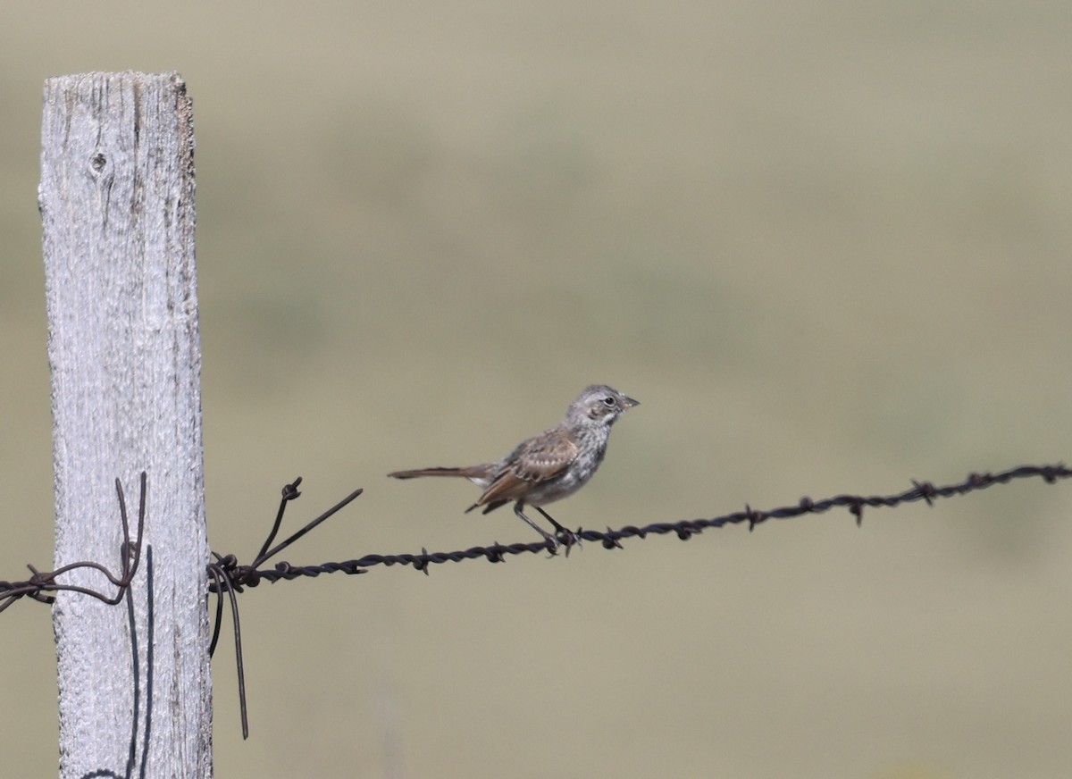 Sagebrush Sparrow - ML641320092