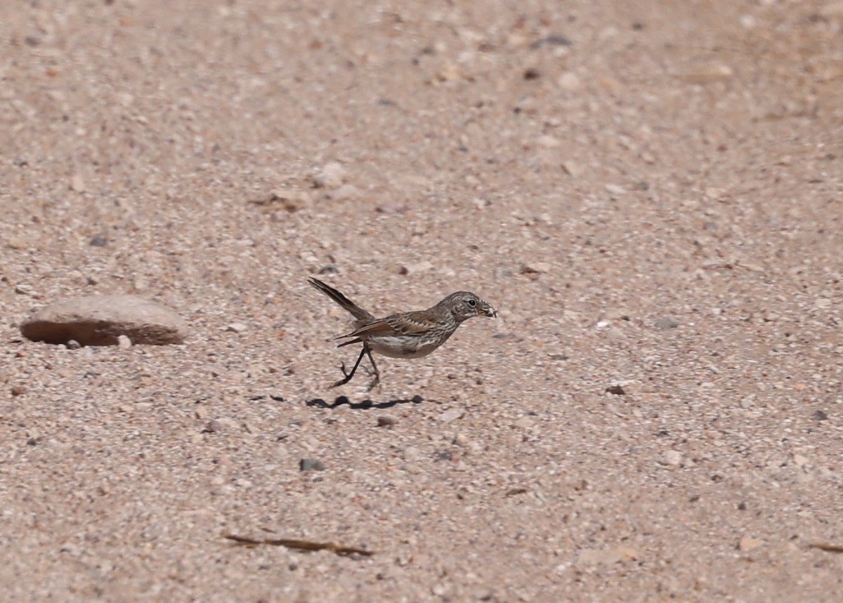 Sagebrush Sparrow - ML641320094