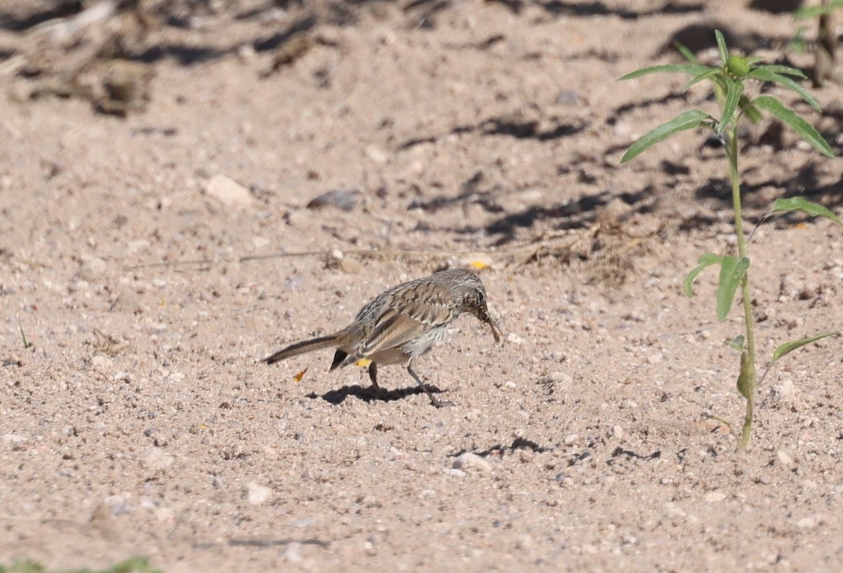 Sagebrush Sparrow - ML641320103