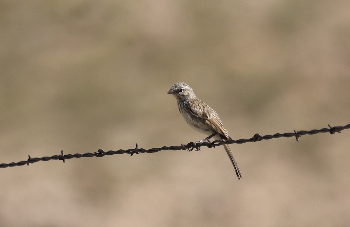 Sagebrush Sparrow - ML641320118