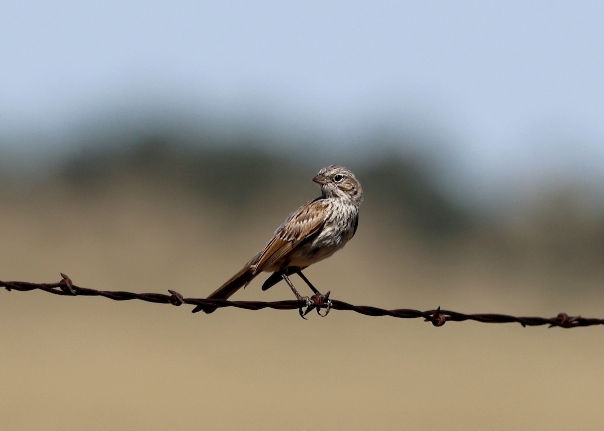 Sagebrush Sparrow - ML641320134