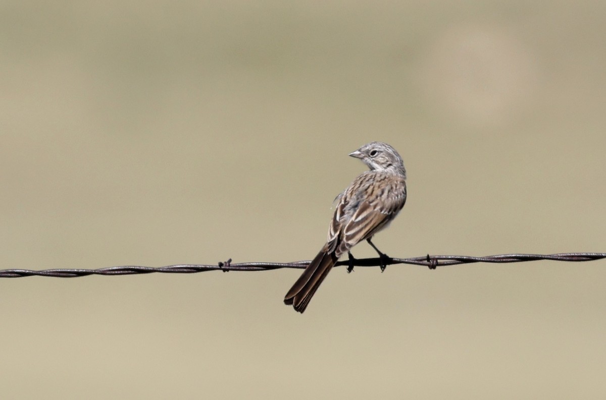 Sagebrush Sparrow - ML641320135