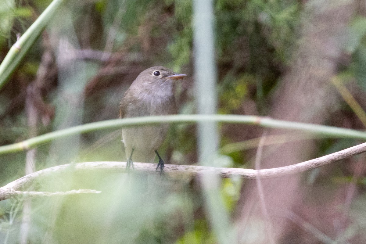 Alder/Willow Flycatcher (Traill's Flycatcher) - ML641320136