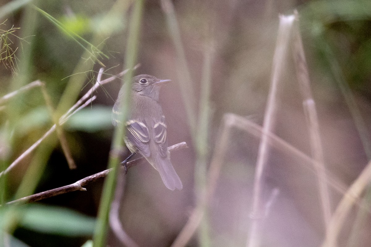 Alder/Willow Flycatcher (Traill's Flycatcher) - ML641320138