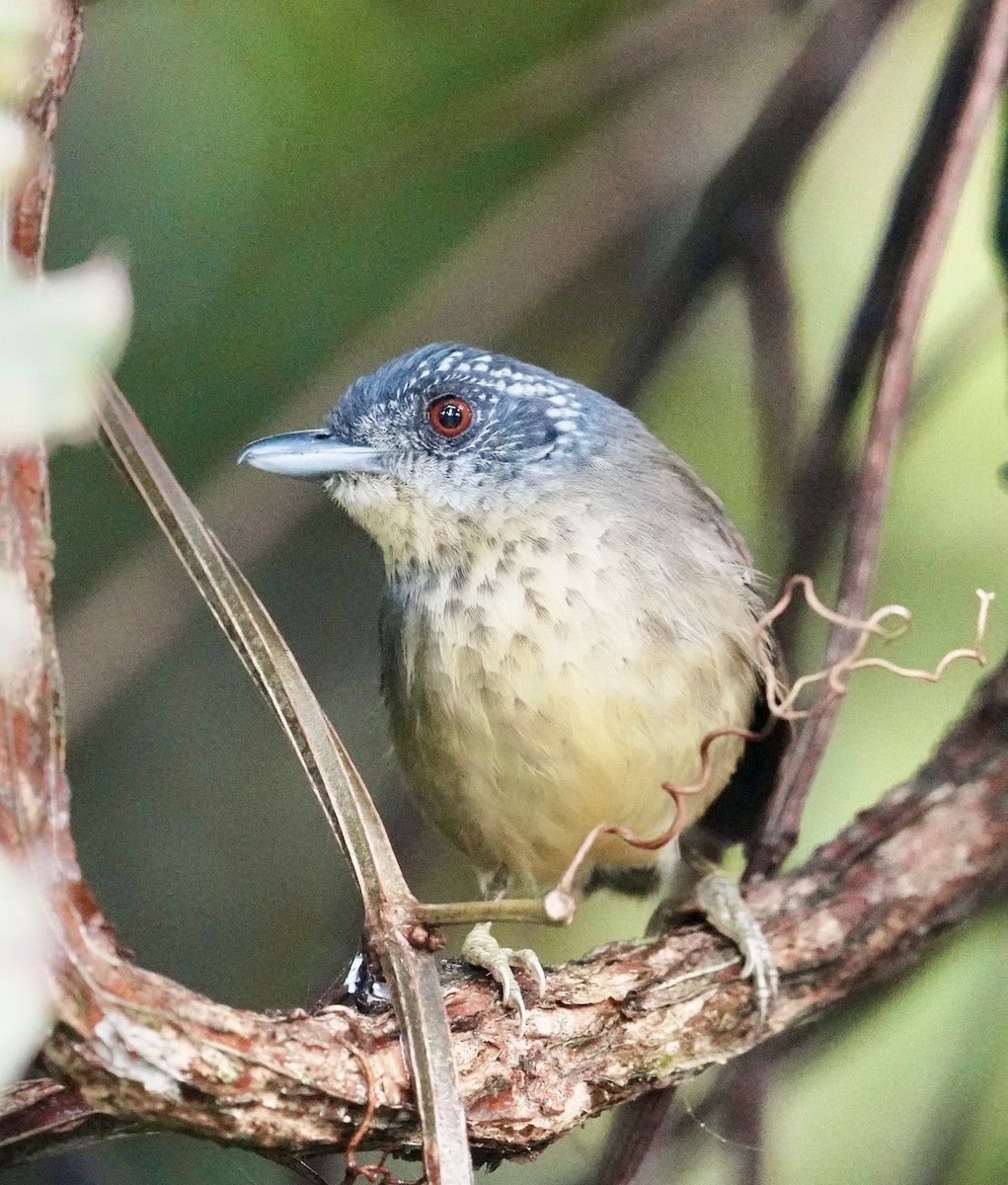 Spot-breasted Antvireo - ML641320179