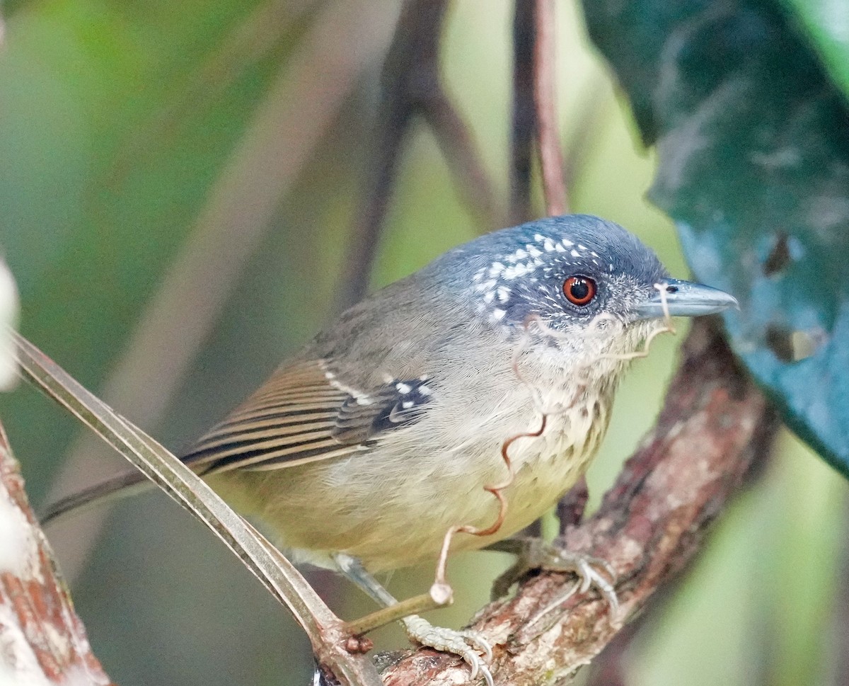 Spot-breasted Antvireo - ML641320181
