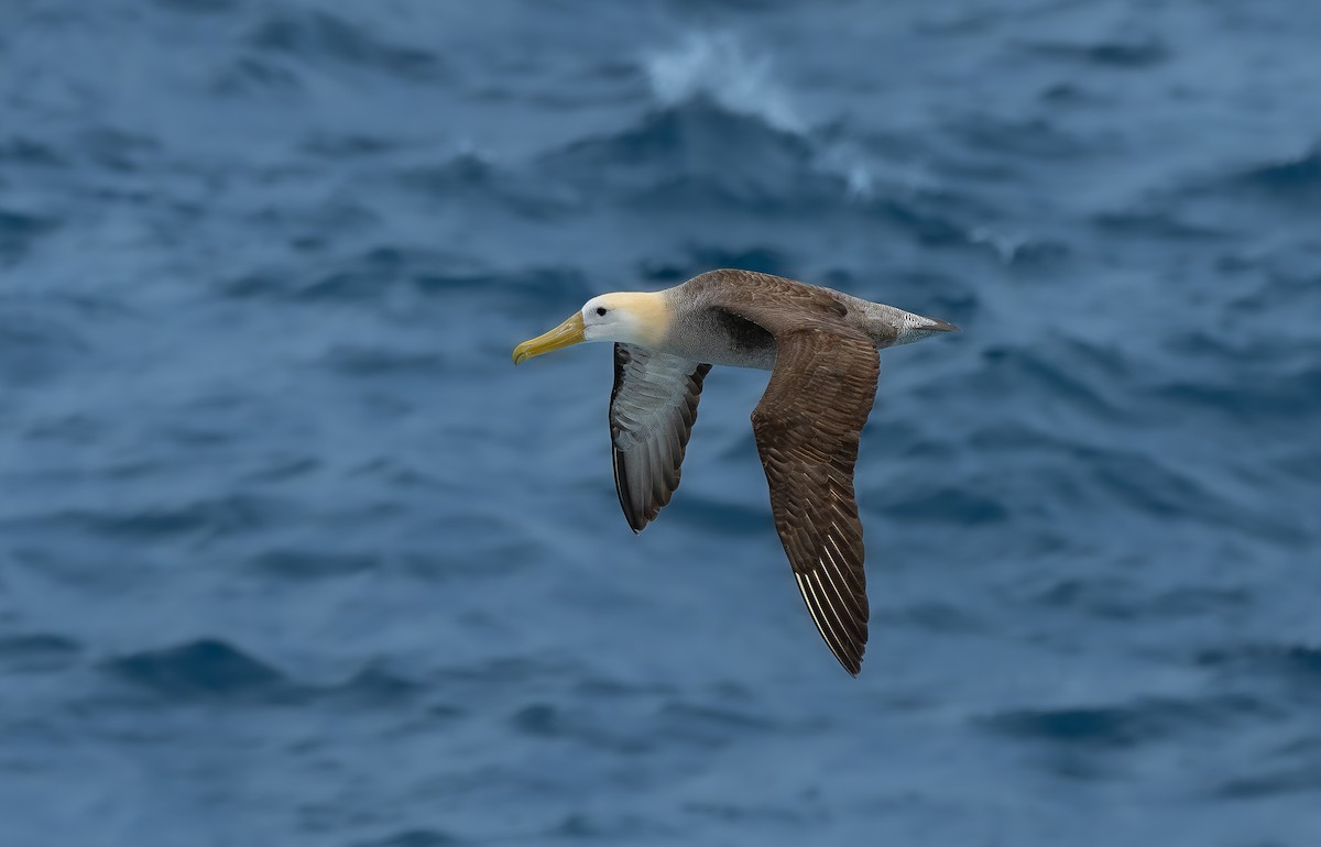 Waved Albatross - ML641320220