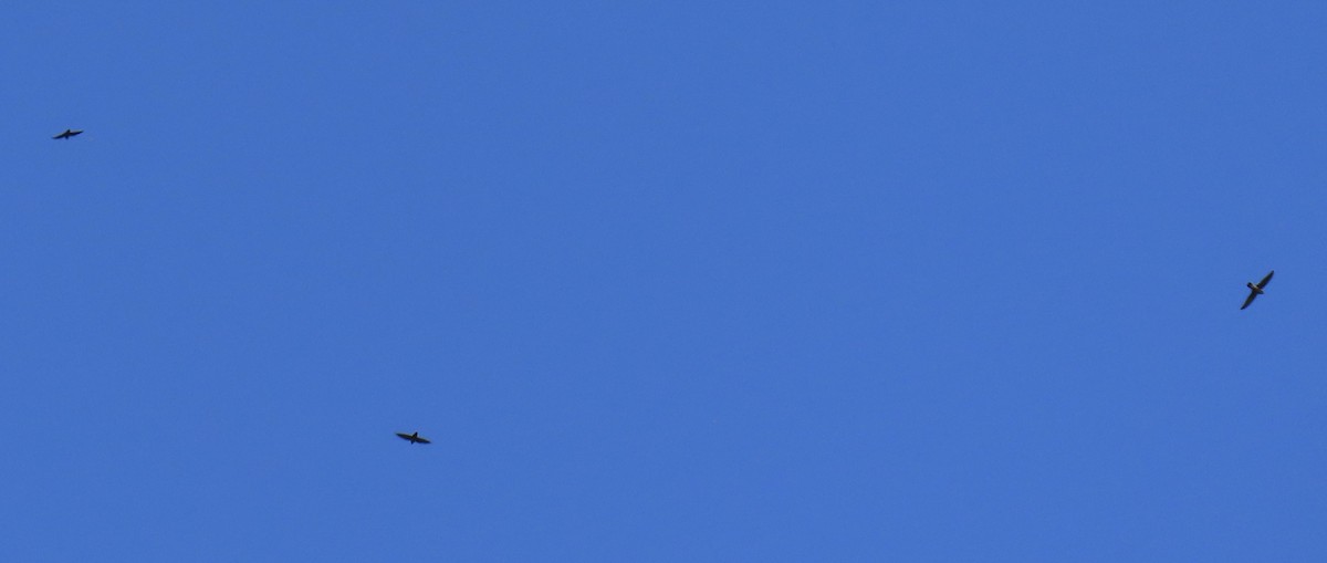 Chimney Swift - ML641320266
