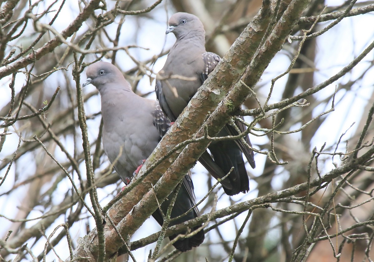Spot-winged Pigeon - ML641320273