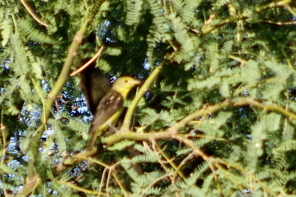 tanager sp. (Piranga sp.) - ML641320295