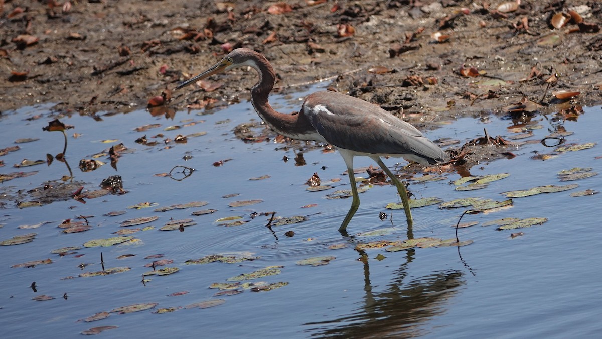 Tricolored Heron - ML641320312