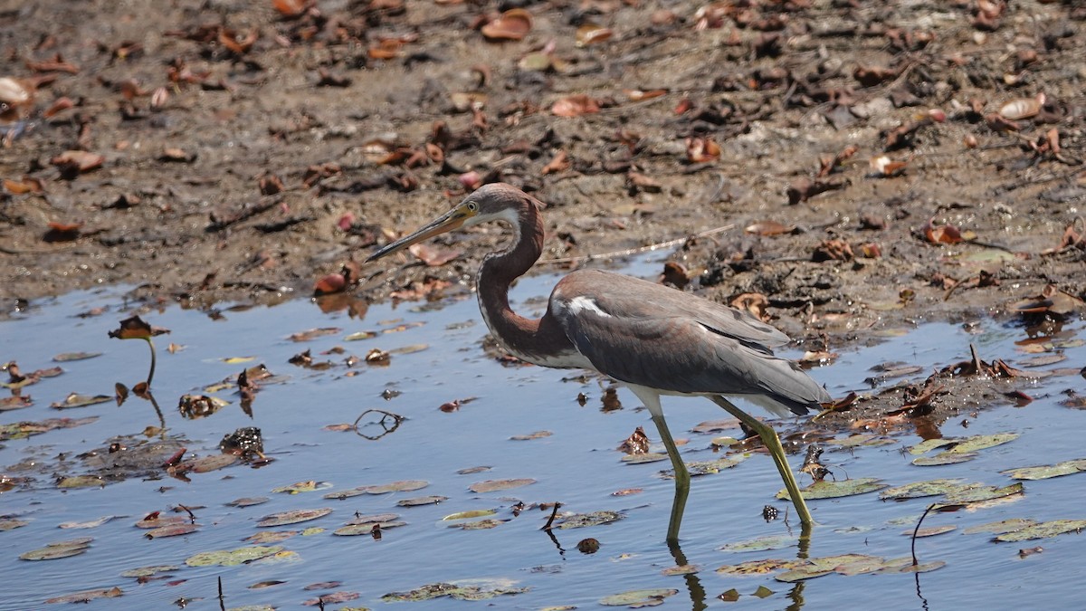 Tricolored Heron - ML641320313