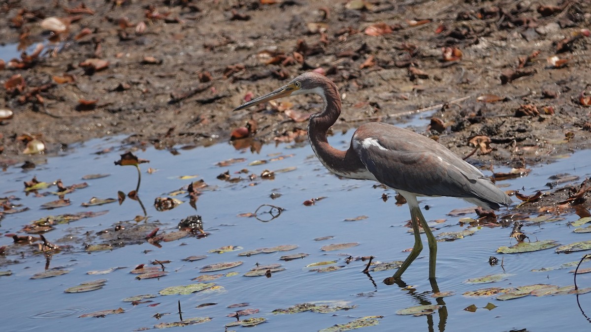 Tricolored Heron - ML641320314