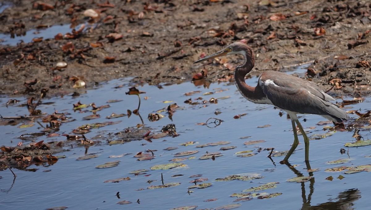Tricolored Heron - ML641320315