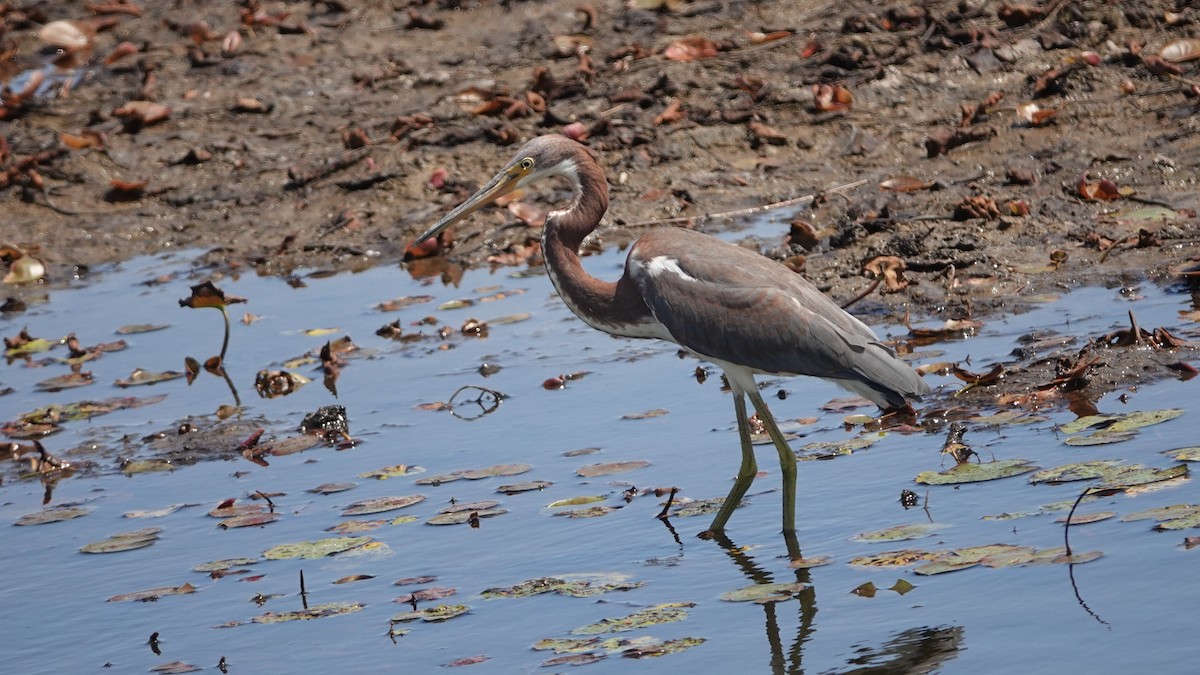 Tricolored Heron - ML641320316