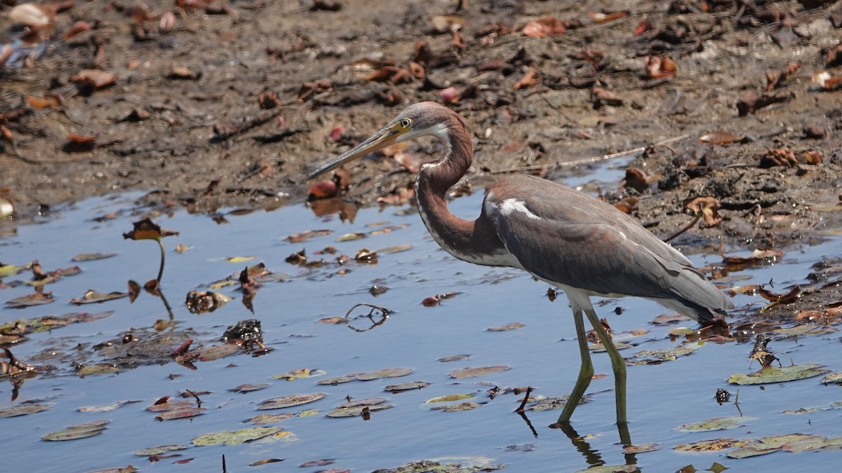 Tricolored Heron - ML641320317