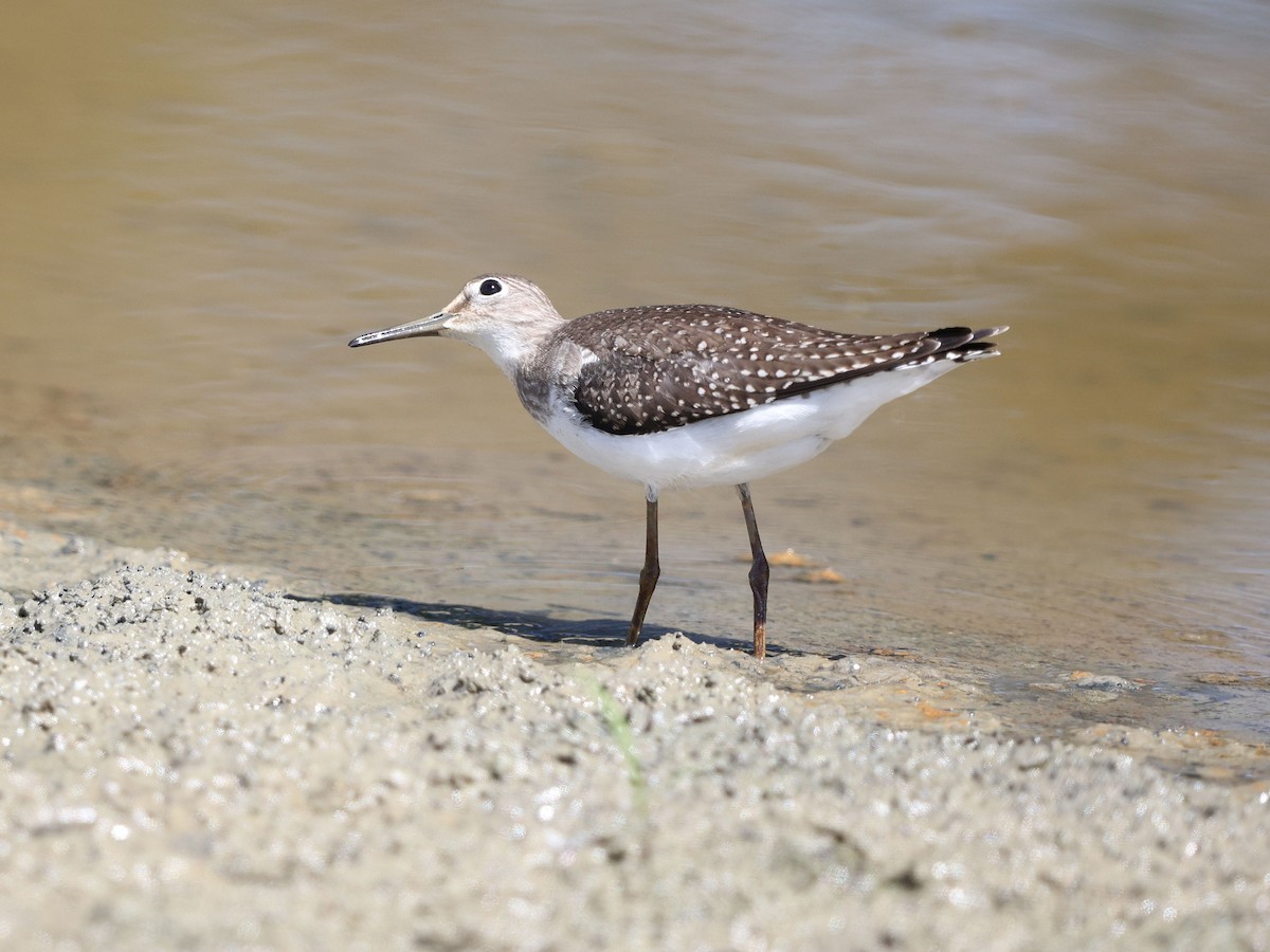 Solitary Sandpiper (solitaria) - ML641320323